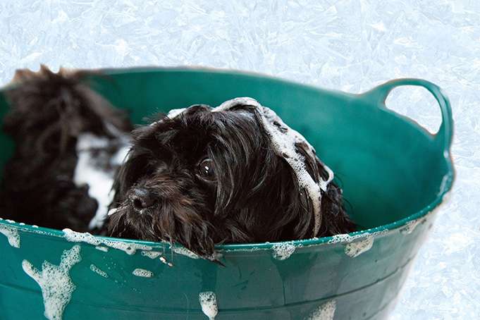 dog in tub