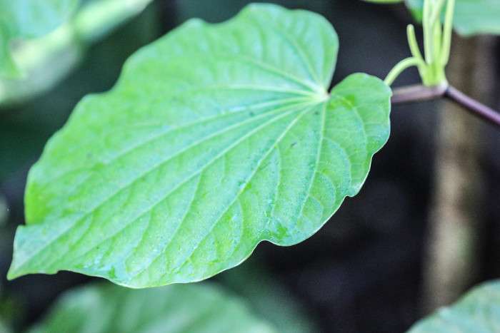 Herbal Remedies Stress Kava